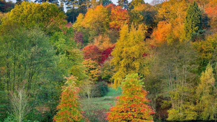 A landscape view of the colour trees from the meadow winkworth arboretum